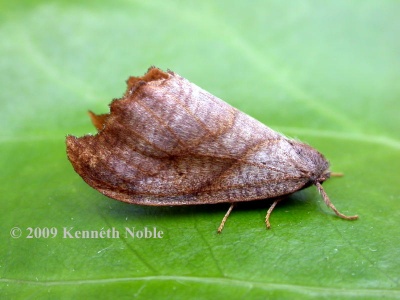 Scalloped hook-tip (Falcaria lacertinaria) Kenneth Noble
